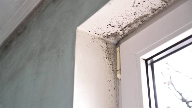 Home Mold Removal in Meridian, MS