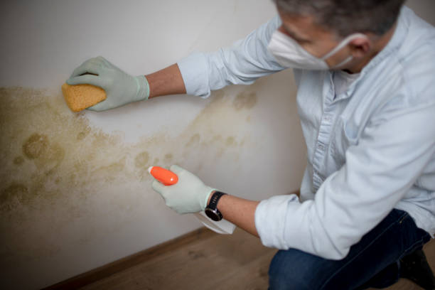 Mold Testing and Removal in Meridian, MS