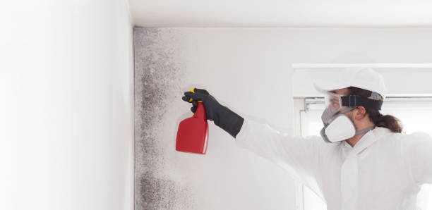 Office Mold Removal Services in Meridian, MS