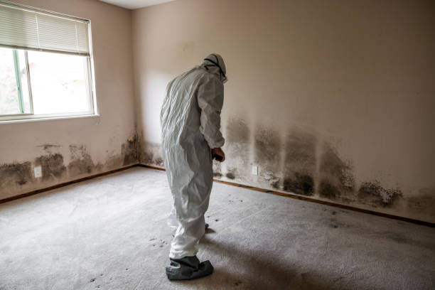 Attic Mold Removal in Meridian, MS